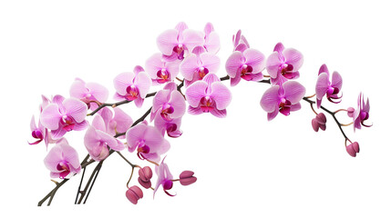 Orchid Plant Isolated on Transparent Background. Generative Ai