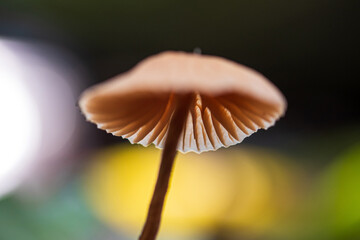 Close-up of wild mushrooms grow on forest ground. - 708906867