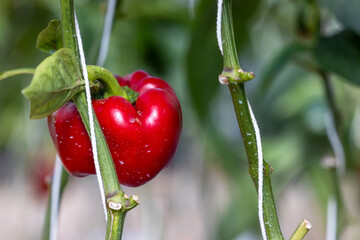 Red ripe bell peppers from bush with green leaves on vegetable, Big ripe sweet bell peppers, red...