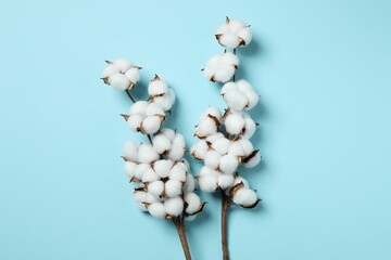 Branches with cotton flowers on light blue background, top view