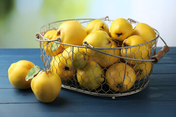 Tasty ripe quince fruits in metal basket on blue wooden table