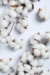 Branches with cotton flowers on white background, top view