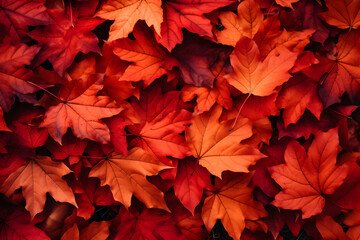 Naklejka na ściany i meble Background group autumn orange yellow leaves. Outdoor.