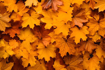 Background group autumn orange yellow leaves. Outdoor.