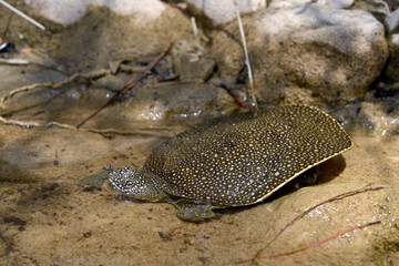 junge Nil-Weichschildkröte // juvenile African softshell turtle (Trionyx triunguis) - Dalyan, Türkei