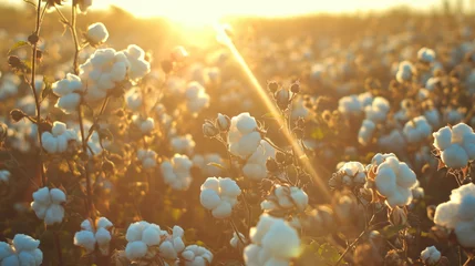 Fotobehang Scenic view of a cotton field with sun light © Keitma