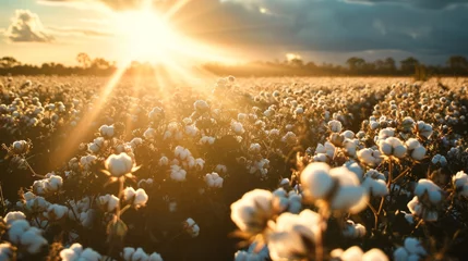Fotobehang Scenic view of a cotton field with sun light © Keitma