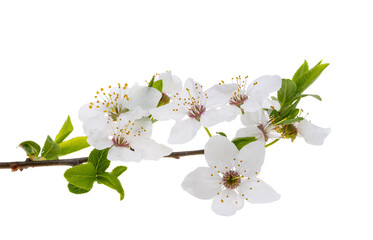 branch with cherry flowers isolated