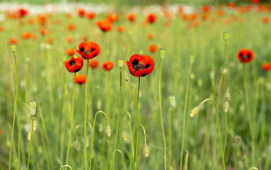 beautiful poppies on the meadow