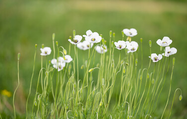 Obraz na płótnie Canvas beautiful poppies on the meadow