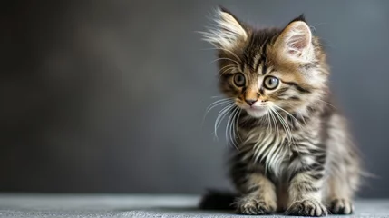 Fotobehang little fluffy kitten on a gray background, nice little kitten looking with big eyes. AI Generative © We3 Animal