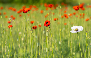 beautiful poppies on the meadow