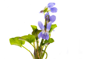 wild violets isolated