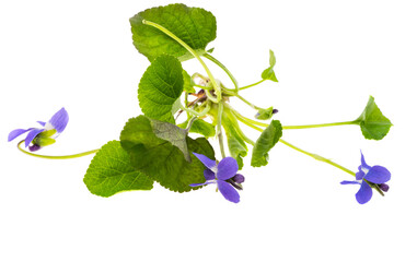 Wild Violets Isolated