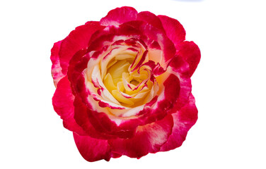 red rose isolated