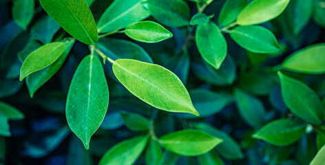 Green leaves background. Fresh tropical Green leaves panoramic wallpaper. Calm peaceful serene...