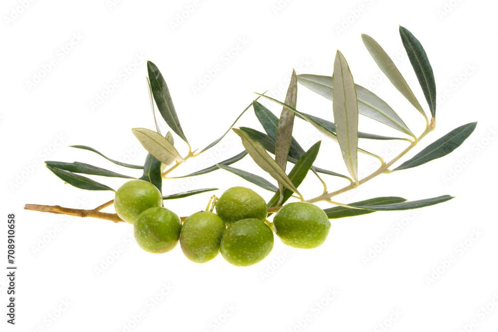 Poster branch with green olives isolated