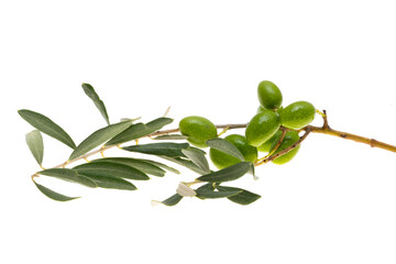 branch with green olives isolated