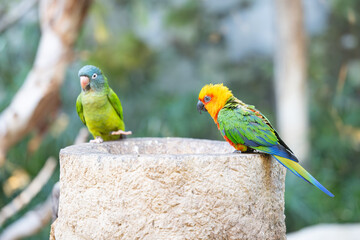 beautiful parrots