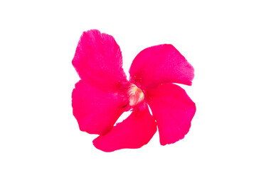 pink oleander isolated