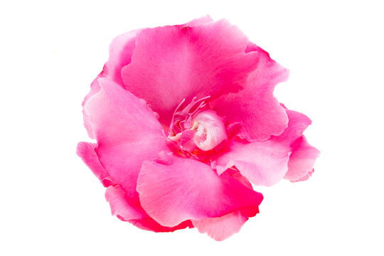 pink oleander isolated