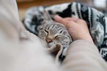 猫を撫でる人　シャムトラ猫