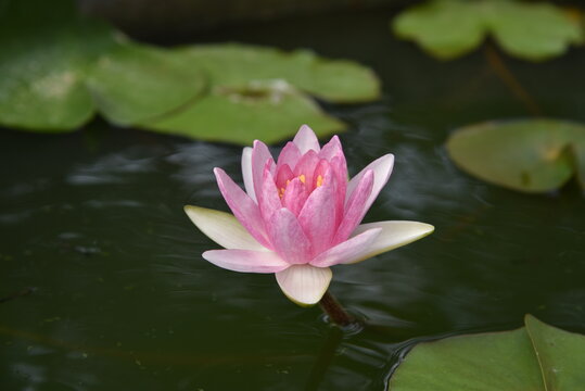 lotus flower photography, lotus background, natural style background, pink lotus background, white lotus background, pink water lily