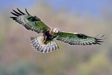 Rough-legged buzzard (Buteo lagopus)