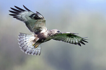 Rough-legged buzzard (Buteo lagopus)