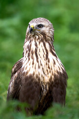 Rough-legged buzzard (Buteo lagopus) in its natural enviroment