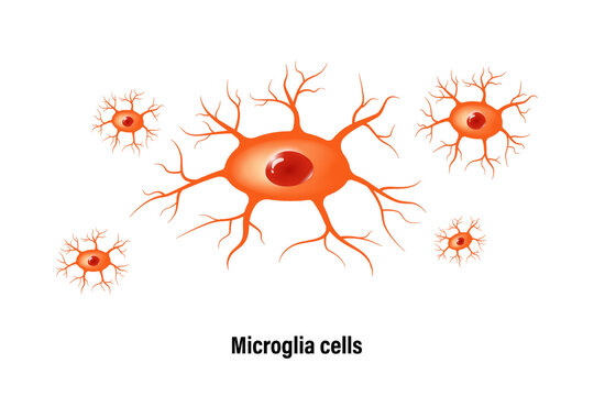 Microglia cell vector. Glial cells (neuroglia). Central nervous system.