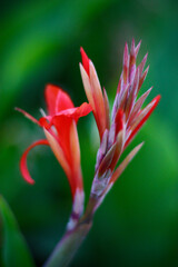 Red exotic flower against a green background 