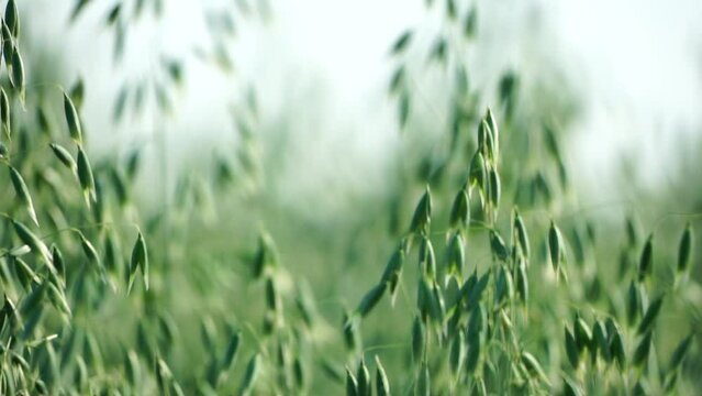 Green oat ears sway by wind on field at sunset. Scenic summer landscape. Oat - Avena sativa. Organic agriculture harvesting agribusiness concept. Slow motion, close-up