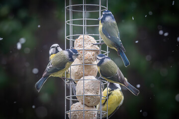 A group of blue tits perched on a bird feeder eating suet balls, with snow falling around them