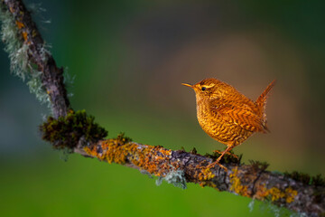 One of nature's smallest and cutest birds. Eurasian Wren. Troglodytes troglodytes. Nature background. Nature background. 