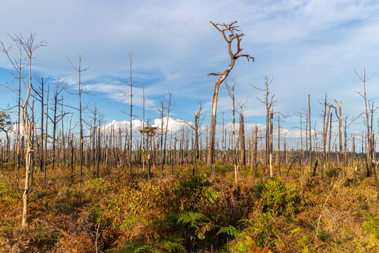 Dead trees in the forest after a forest fire in the autumn.