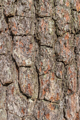 Bark of a pine tree close-up. Texture, background