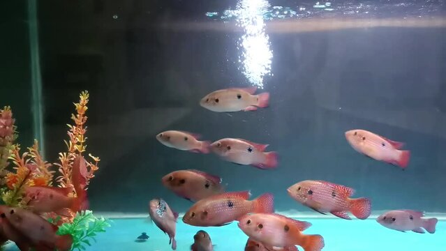 Several types of tropical fish are swimming here and there inside an ocean-themed aquarium,keep displaying sale on pet shop 