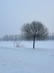 Fototapeta na wymiar winter park, snow on the ground, winter trees, no people