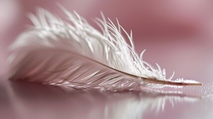  a close up of a white feather on a pink and white background with a blurry image of a feather on the left side of the feather and the right side of the feather.