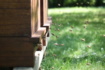 Beehive with bees in the apiary. selective focus.