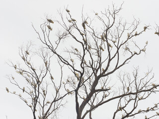 Fototapeta na wymiar Gathering of corellas perched on tree against overcast sky in Penneshaw, Kangaroo Island, Australia