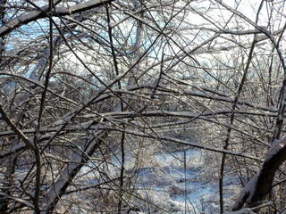 Even in cloudy weather, the frozen branches of forest trees attract the eye with their unique beauty.