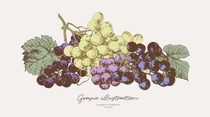 Hand drawn illustrations of various kind of grape with leaves, vintage graphic elements