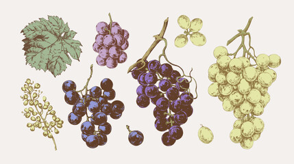 Hand drawn illustrations of various kind of grape with leaves, vintage graphic elements