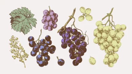 Fotobehang Hand drawn illustrations of various kind of grape with leaves, vintage graphic elements © liliya shlapak