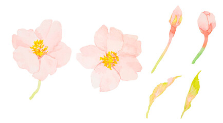 水彩で描いたかわいい桜の花のイラストセット