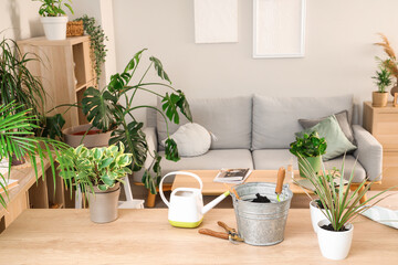 Green plants with gardening tools on table in living room - obrazy, fototapety, plakaty