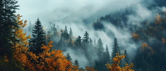 Fotobehang Mistige ochtendstond the land of pine trees, rain forest, mist, autumn fog
