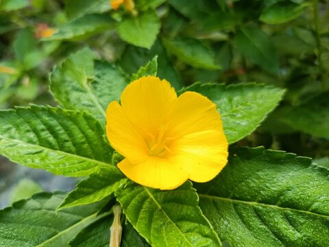 Turnera diffusa or damiana yellow flower with green leaves stock photo